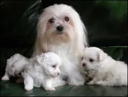 Je suis intelligent mais agressif avec les étrangers. Qui suis-je ?