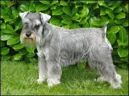 Je tiens du caniche, du chien de berger et du griffon. Qui suis-je ?