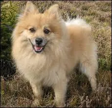 Je suis le préféré de la reine Victoria. Qui suis-je ?