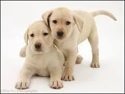 Je ne suis pas un chien violent et j'adore les enfants. Qui suis-je ?