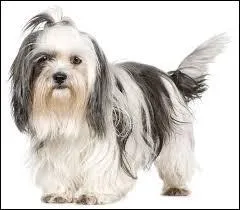 Mon pays d'origine est la Chine. Qui suis-je ?