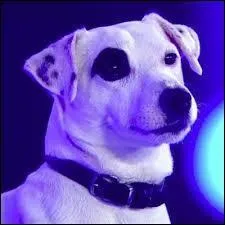 Je suis issu du croisement de terrier et de border collie. Qui suis-je ?