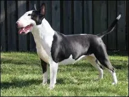 Je suis le résultat d'un croisement de fox et de bouledogue anglais. Qui suis-je ?