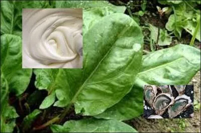 Entre Agde et Sète, que mangerez-vous avec crème fraîche et oseille ?