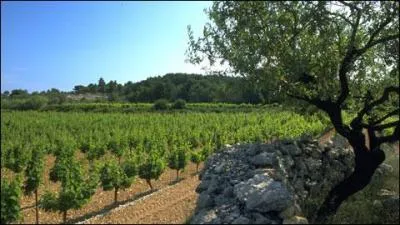 Le Picpoul de Pinet est-il un vin de cépage unique ?