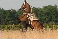 Quelle est la particularité des figures de dressage ?