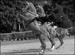 Quelle est la morphologie spécifique du cheval sauteur ?