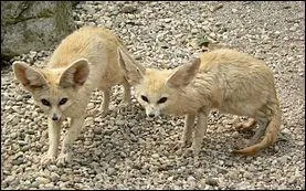 Quel est cet animal qui représente l'Algérie ?