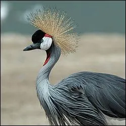 Emblème de l'Ouganda, quel est cet oiseau ?