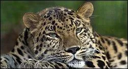 Quel est ce félin, emblème de la Somalie ?