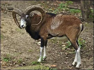 C'est l'emblème de Chypre :