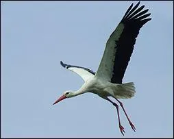 Quel oiseau représente la Lituanie ?