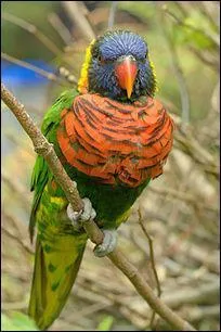 Quel est cet oiseau, emblème de Fidji ?