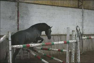 Qu'est-ce qu'un oxer éventail ?