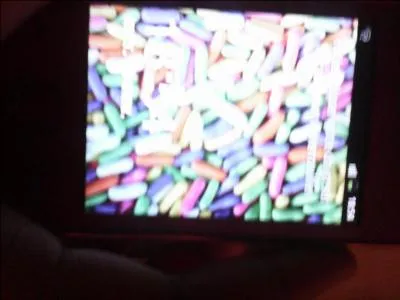 Quel animal a-t-il ?