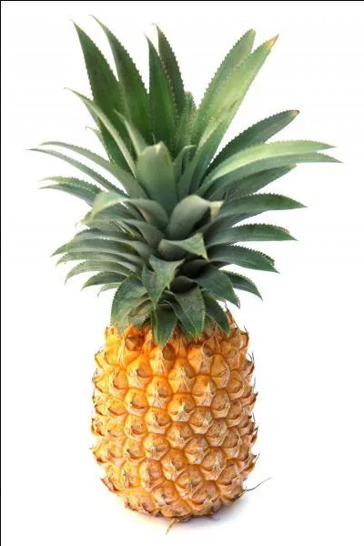 Comment s'appelle-t-il ?