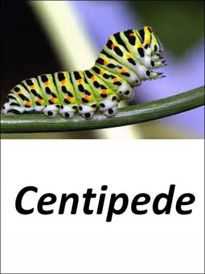 Quelle est la bonne réponse ?