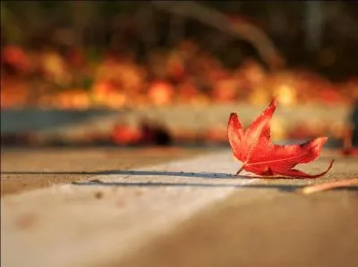 Comment appelle-t-on ce type d'image ?