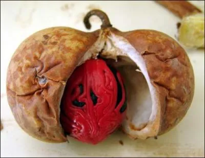 Cette épice est très raffinée, elle est également appelée "fleur de muscade", mais qu'elle est-elle ? (En rouge sur la photo)
