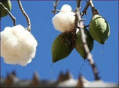 Vous voyez sur la photo présente une fibre végétale qui ressemble au coton. Celle-ci sert à bourrer des coussins ou à faire des étoffes imputrescibles ; mais quelle est-elle ?