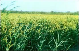 Quel accompagnement traditionnel proposerez-vous avec cette daube ?