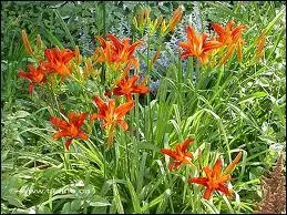 Ce sont des ---------------.