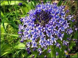 Quelle est l'orthographe du nom de cette fleur ravissante ?