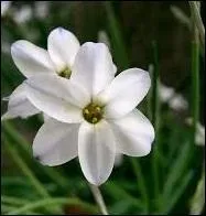 Cette fleur étoilée est l' -----------.