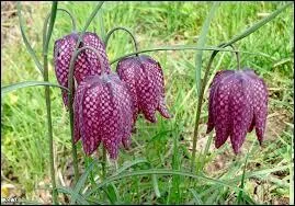 Un joli nom pour une plante frémissante.