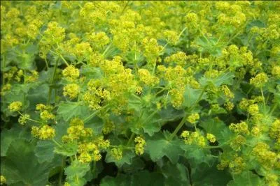 Quel est le mot correctement orthographié pour cette plante couvre-sol ?