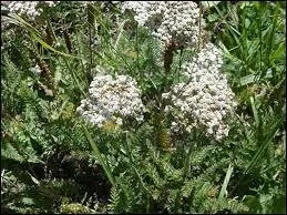 Ici, une ----------- aux corymbes bombés.