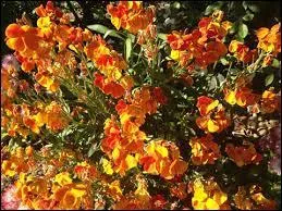 Quelle est la bonne orthographe d'usage ?