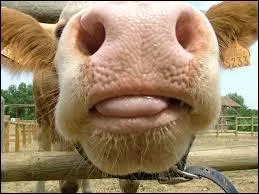 Le mot latin "vacca" a donné ------------.