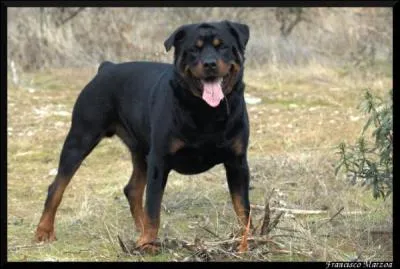 D'o vient le Rottweiler ?