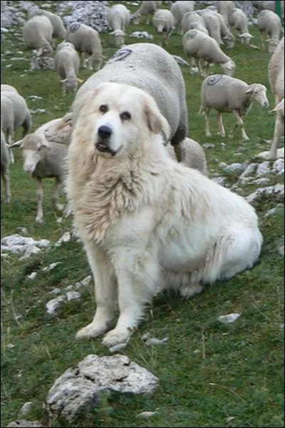 Quel est l'autre nom du Patou ?