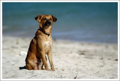 Quelle est la race de ce chien ?
