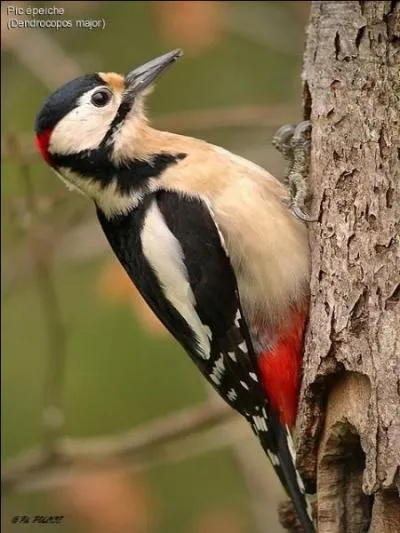 De quoi se nourrit le pic épeiche ?