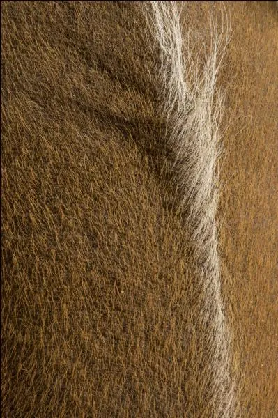 Quel animal suis-je ?