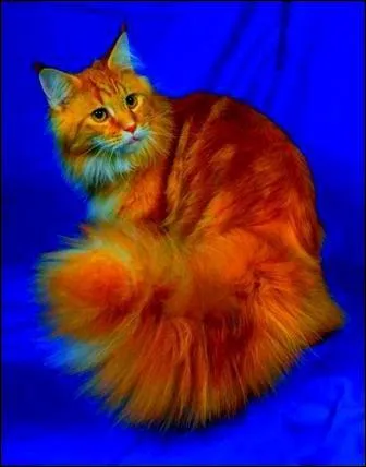 Qui est Plume rousse pour Tempête de Sable ?