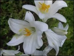 Le suffixe latin « -itia » donne « -eza » en espagnol. Que donne-t-il en français ?