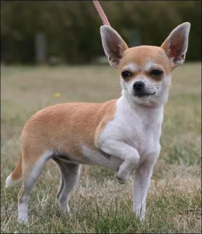 Quelle est l'origine du chihuahua ?