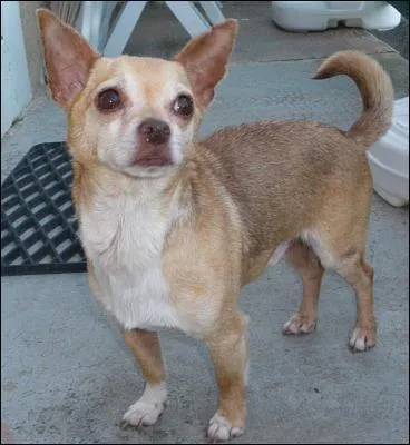 Quelle est l'espérance de vie d'un chihuahua ?