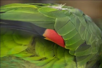 Quel animal apparaît ici sur la photo ?