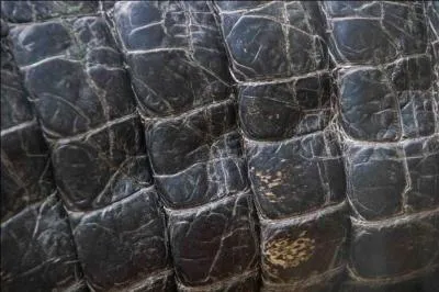 Quel est cet animal ?