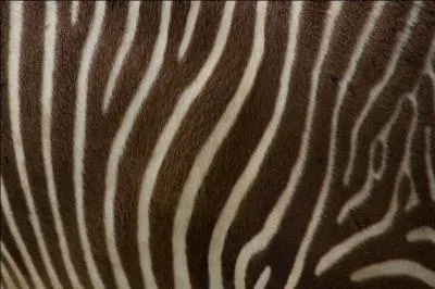 Donne-moi le nom de cet animal.