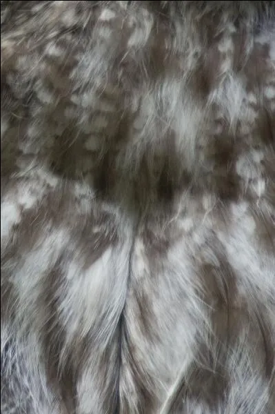 De quel animal s'agit-il ?