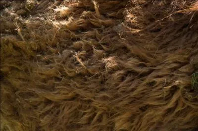 Quel animal reconnais-tu ?