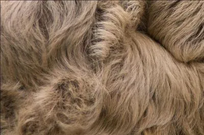 Identifie cet animal.