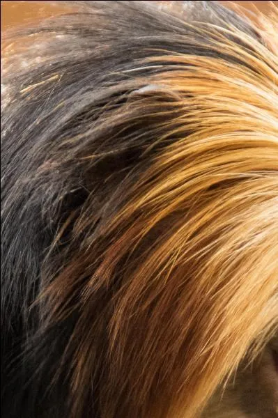 Quel animal présente cet aspect ?