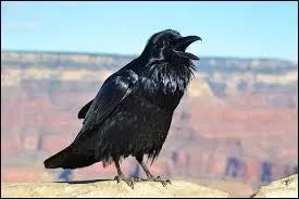 Le corbeau lance des ------------.